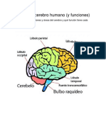 Partes Del Cerebro Humano