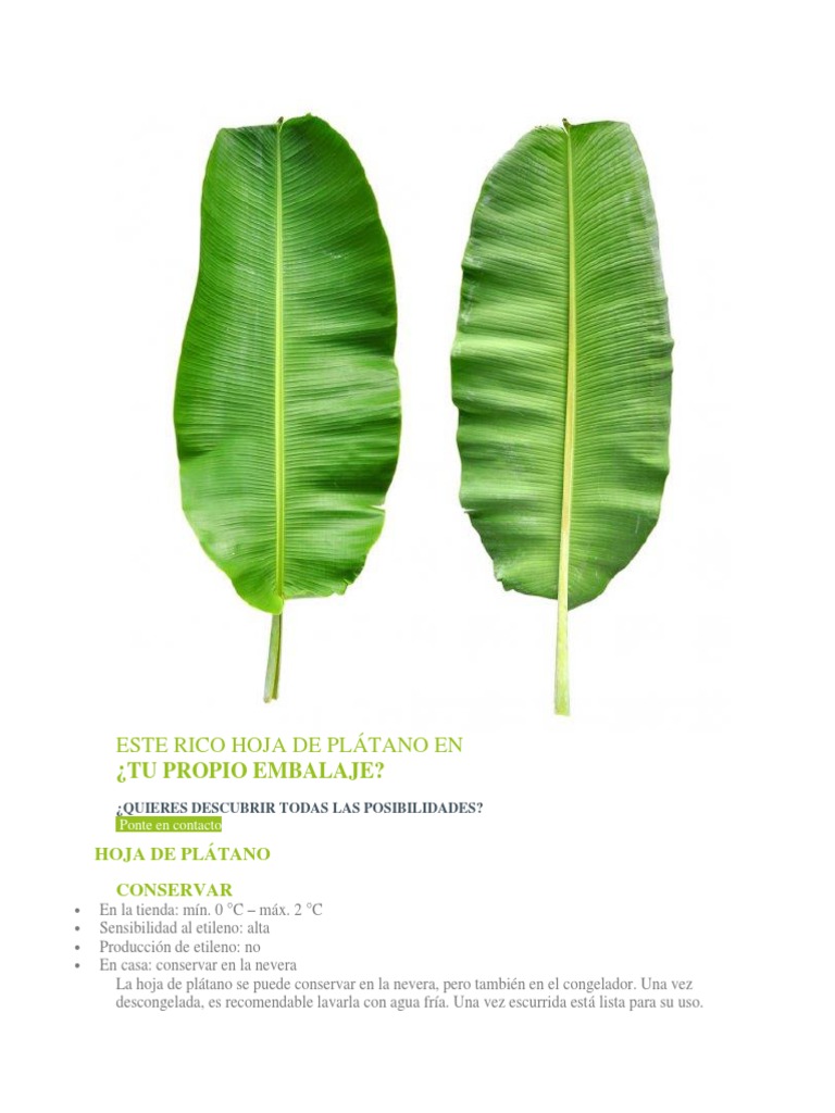 HOJA DE PLÁTANO.docx Alimentos Cocina