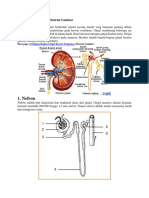 Bagian Bagian Ginjal
