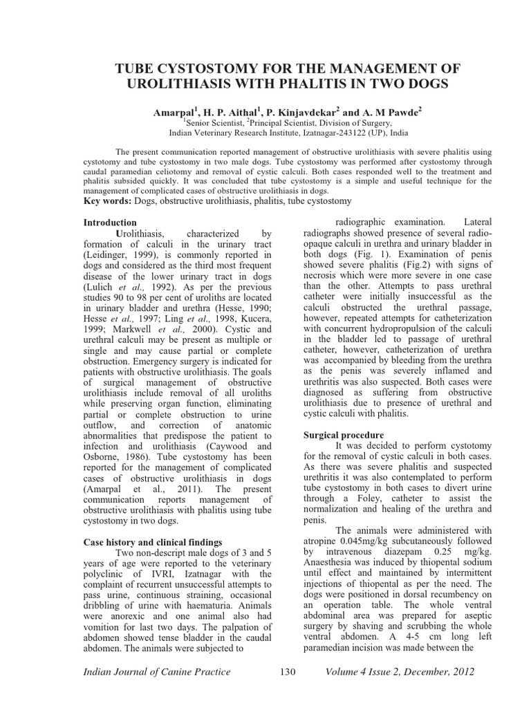 Tube Cystotomy in Dogs PDF Abdomen Catheter