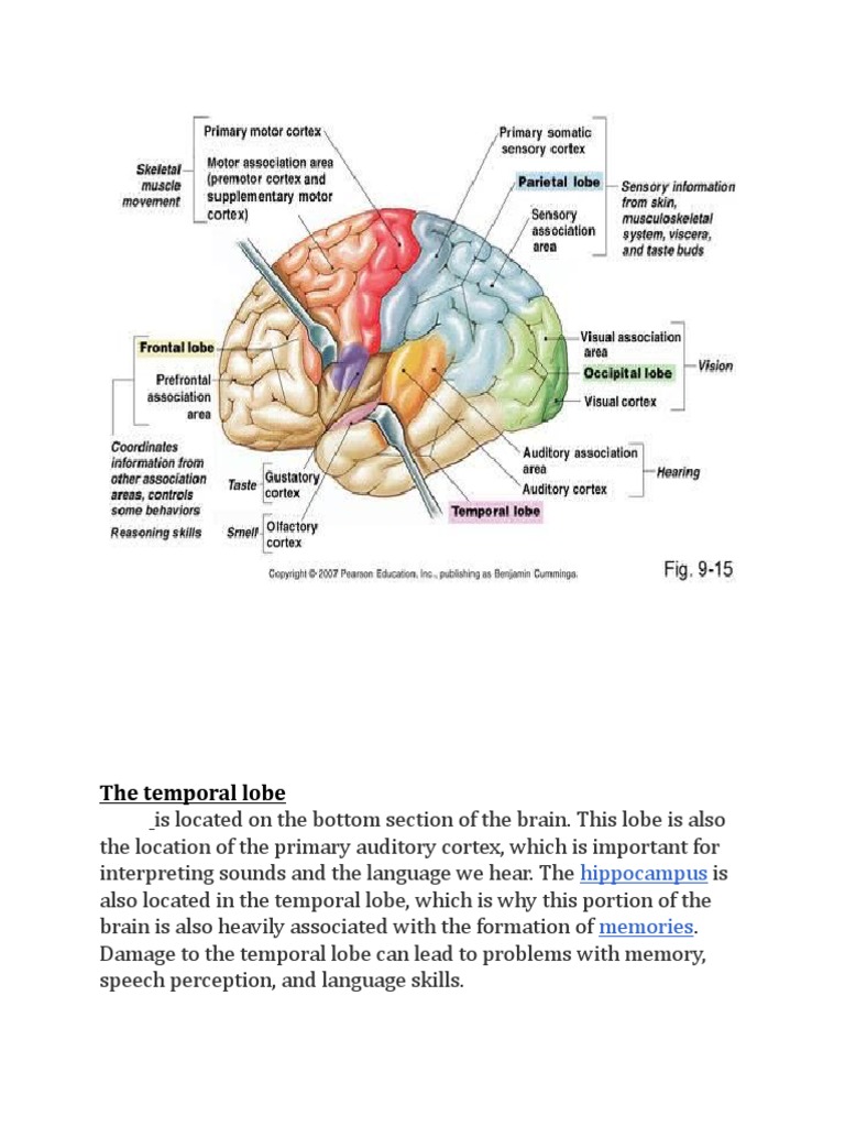 The Temporal Lobe Biology Diagrams