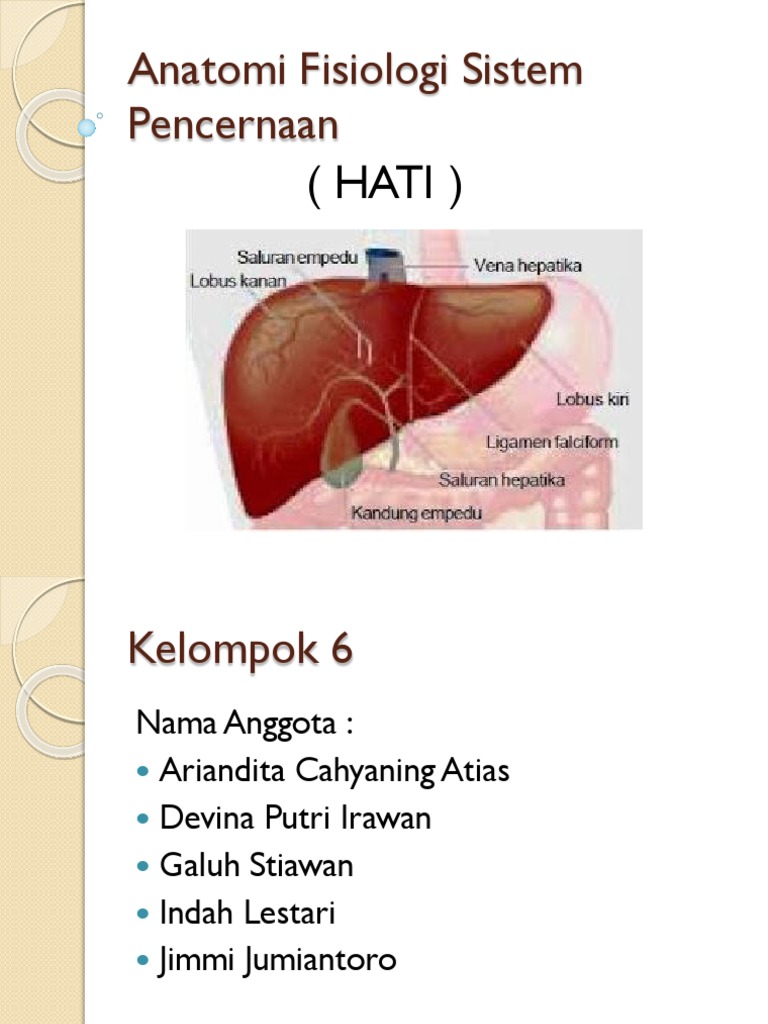 91 Gambar  Anatomi  Fisiologi Hati  Terlihat Keren Infobaru 91 Gambar  Anatomi  Fisiologi Hati  Terlihat Keren Infobaru