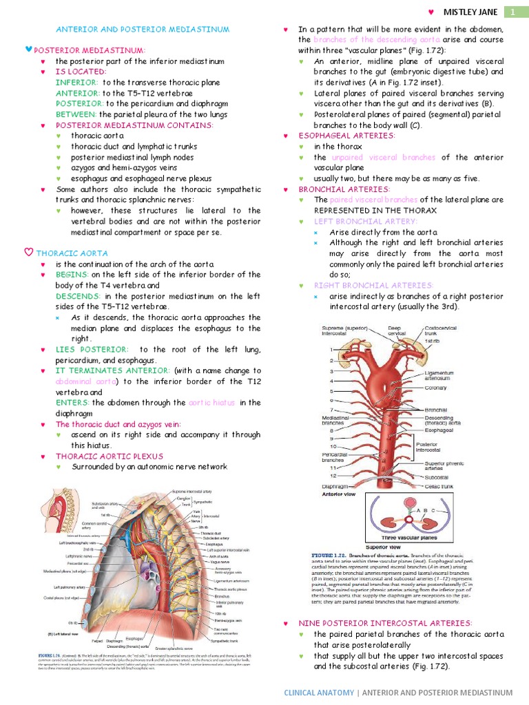 Anatomy of the Posterior Mediastinum | PDF | Aorta | Esophagus