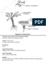 Primula Domensis Utah Rare Plants