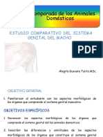 Anatomia Comparada Del Sistema Reproductor Del Macho