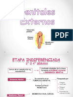 Genitales Externos