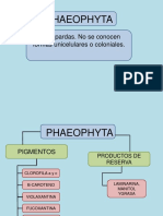 Estructura de Algas Llamadas Phaeophytas