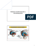 Sistema Cardiovascular y Hematopoyesis