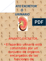 A. Urinario