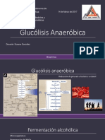 Glucólisis Anaeróbica