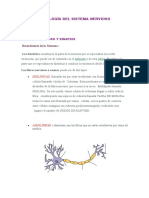 Fisiología Del Sistema Nervioso