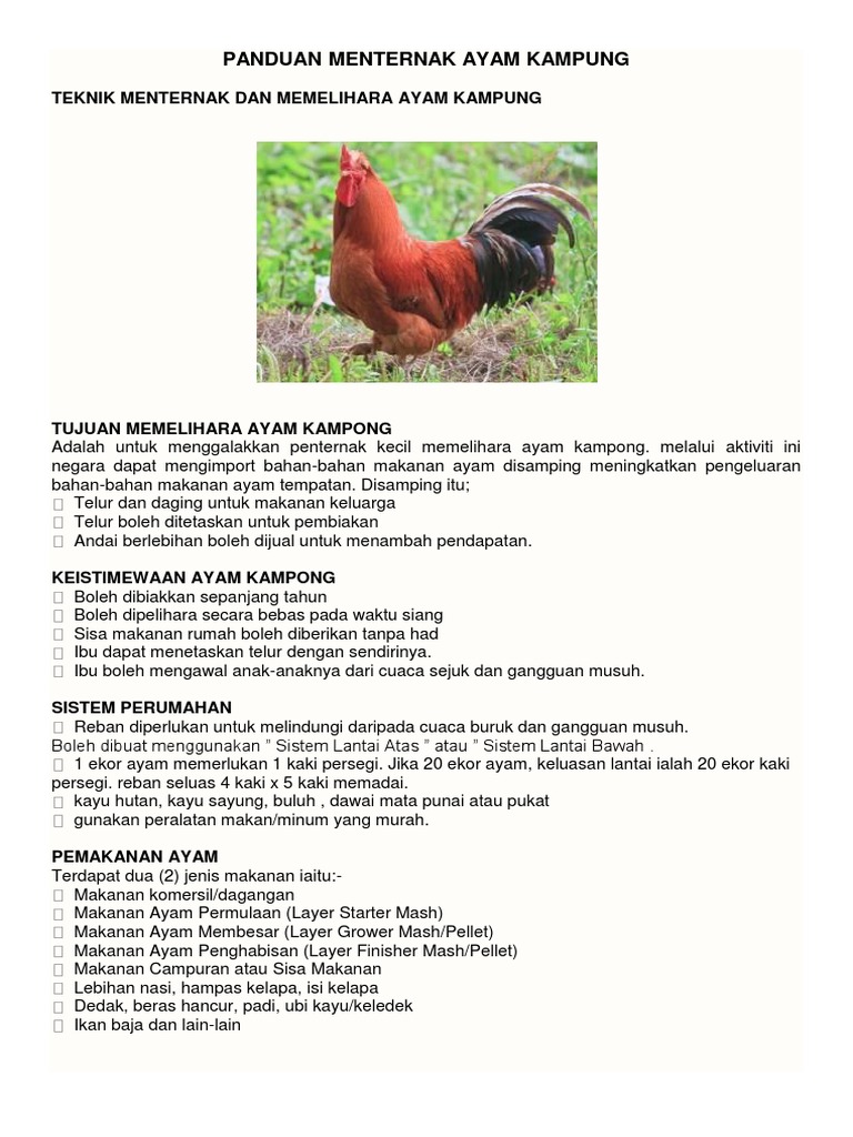 Panduan Menternak Ayam Kampung Pdf