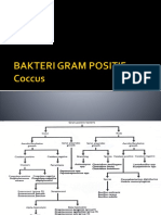 MIKRO (5) Gram Positive - Cocci