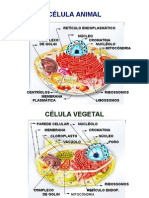 Citoplasma