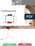 Cell Respiration: G A S G A S