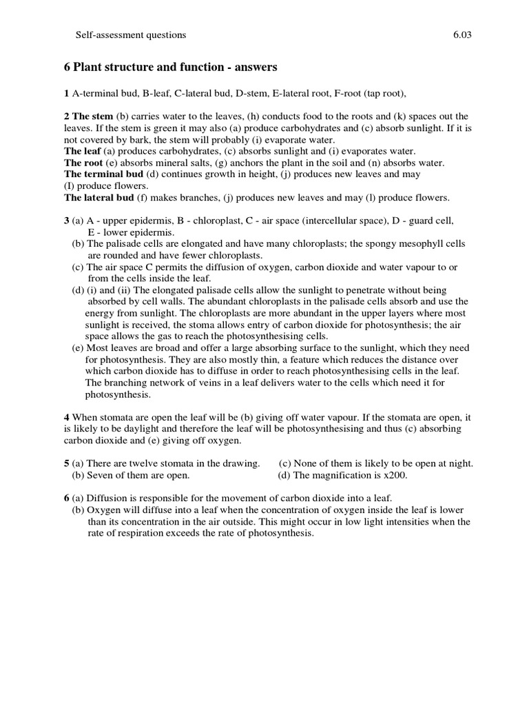 Plant Structure and Function Answers | PDF | Stoma | Leaf