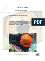 Poto de Mar PDF