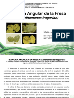 Xanthomonasfragariae 150607231731 Lva1 App6891