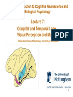 C81BIO - Occipital and Temporal Lobe