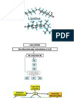 Lipidos