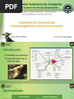 Manual de cardiologia veterinaria pdf creator online