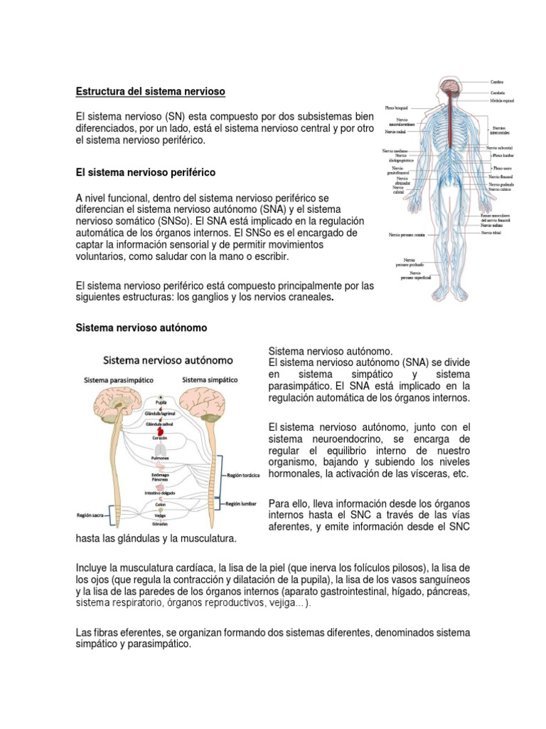 Estructura Del Sistema Nervioso | PDF | Sistema nervioso autónomo ...