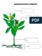 Labelkan Bahagian-Bahagian Tumbuhan