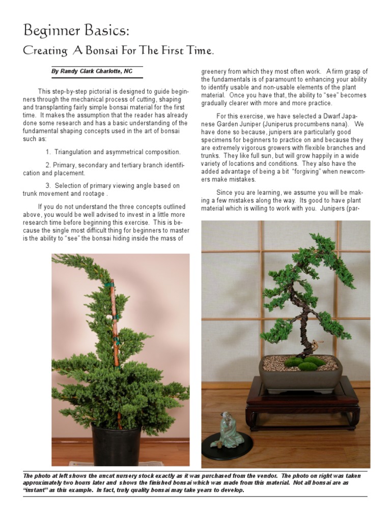 Bonsai Beginner Basics PDF PDF Bonsai Trees