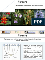 Inflorescence Types