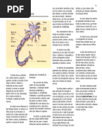 anat_sistema nervoso.pdf