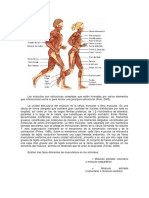 Funcion de Los Musculos Superficiales