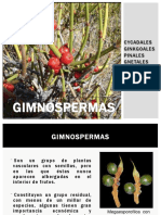 3era Clase Gimnospermas 2016 (8)