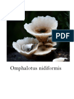Omphalotus Nidiformis