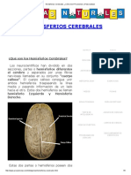 Hemisferios Cerebrales