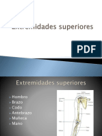 g  extremidades superiores e inferiores