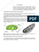 Fotosintesis Csa Refuerzo