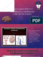 vasos sanguineos y membranas cerebrales circulo de willis