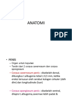 Referat Priapismus