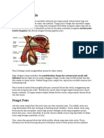 Anatomi Penis Dan Perdarahannya