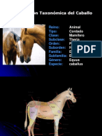 Clasificación taxonómica y conformación del caballo