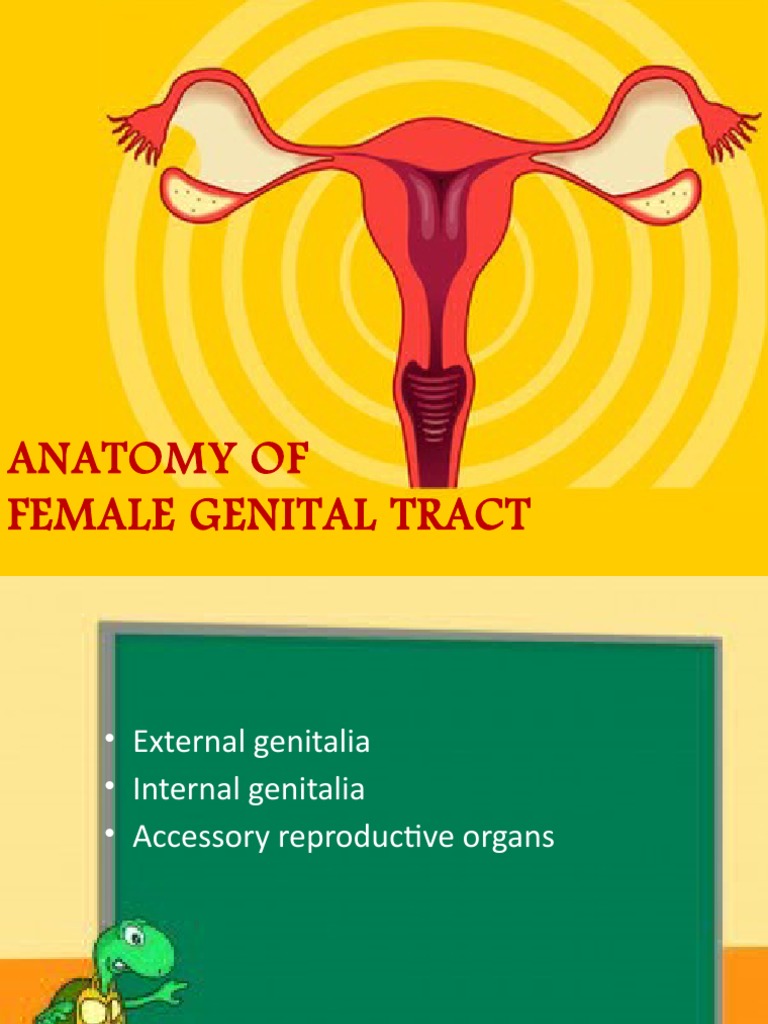 anatomy-of-female-genital-tract-pdf-uterus-vagina