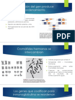 Conversión Del Gen Produce Reordenamiento