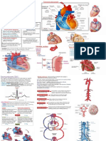 Sistema Cardiovascular