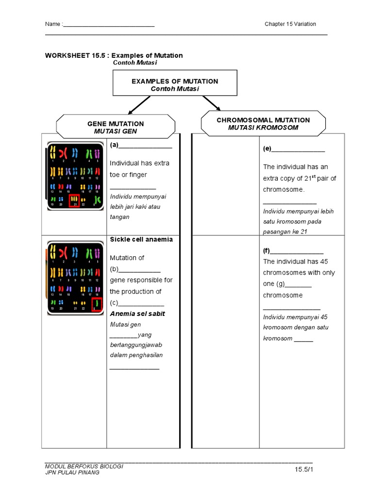 Examples of Genetic Mutations Worksheet | PDF