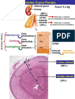 SUPRA RENAL 1 - Aldosterona, ADH e Pressão Arterial - PPT - 0