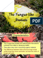 The Fungus-Like Protists Web Version