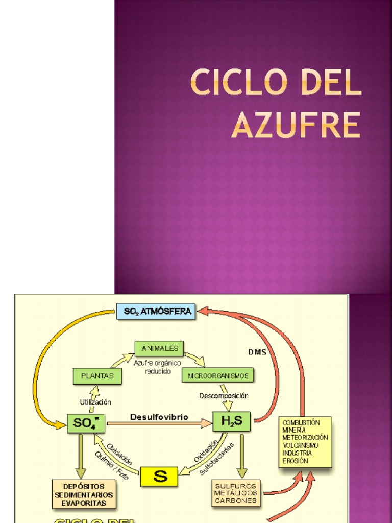 Ciclo del Azufre y Bacterias Relacionadas | PDF | Las bacterias | Azufre