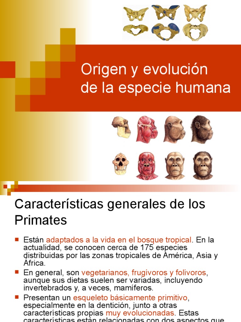 Evolución de la especie humana | PDF | Homo | neanderthal