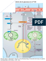 Metabolismo de La Glucosa en El TCE