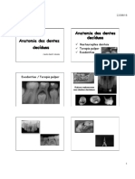 Anatomia Dentes Deciduos PDF